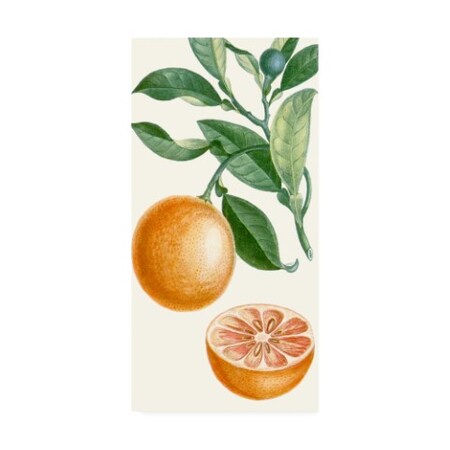 Turpin 'Turpin Fruit Ii' Canvas Art,12x24